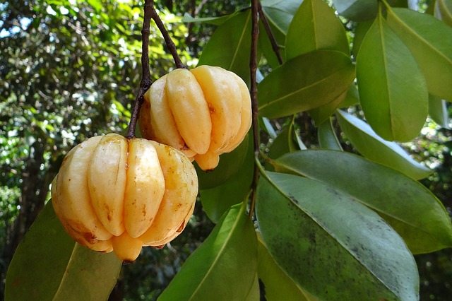 Correct Garcinia Cambogia 